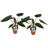 Alocasia wentii