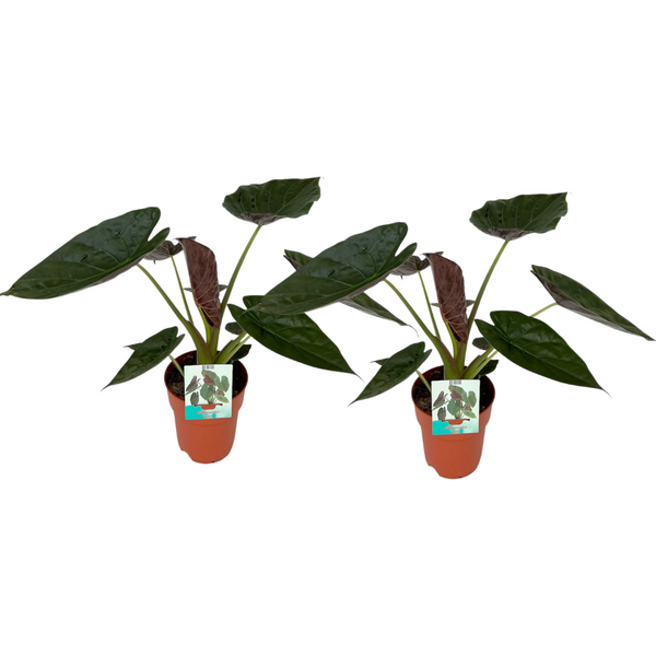 Alocasia wentii