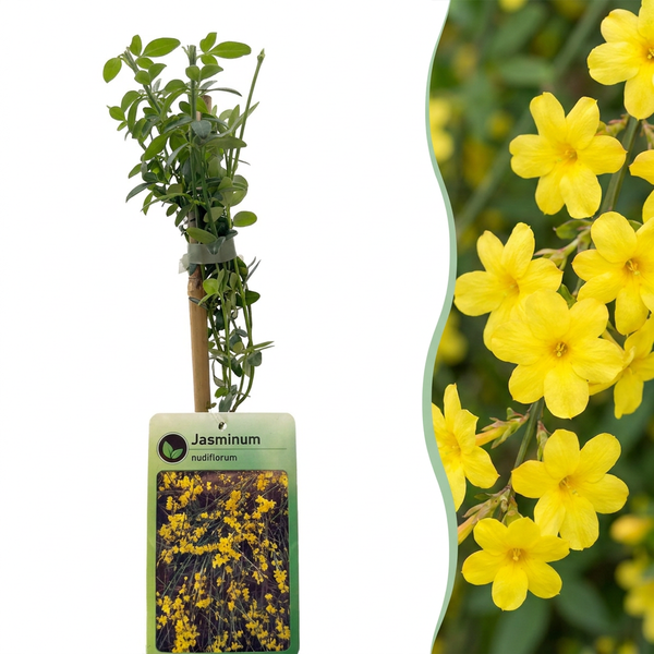 Winterjasmin – Jasminum nudiflorum