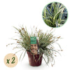 Japan-Segge ‚Everest' – Carex oshimensis