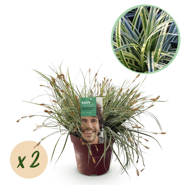 Japan-Segge ‚Everest' – Carex oshimensis