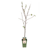 Apfelbaum ‚Jonagold' – Malus domestica
