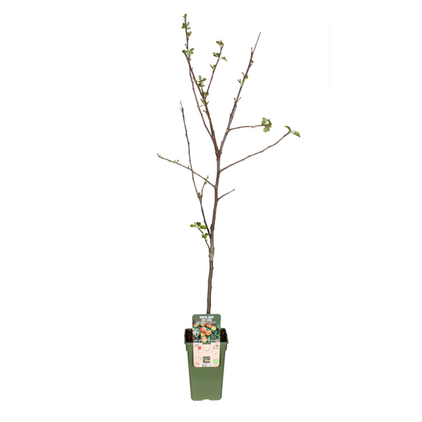 Apfelbaum ‚Jonagold' – Malus domestica