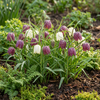 Schachbrettblume – Fritillaria meleagris – Ansicht 2
