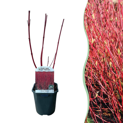 Sibirischer Hartriegel ‚Sibirica' – Cornus alba