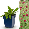 Mazedonische Witwenblume – Knautia macedonica