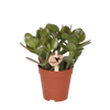 Sukkulenten-Set „Mini“ – Echeveria, Geldbaum & Haworthia mit Übertöpfen – im Set enthalten: Geldbaum – Crassula ovata