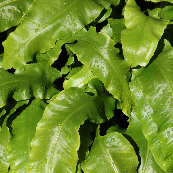 Hirschzungenfarn – Asplenium scolopendrium – Ansicht 3