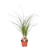 Elefantenfuß – Beaucarnea