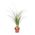 Elefantenfuß – Beaucarnea