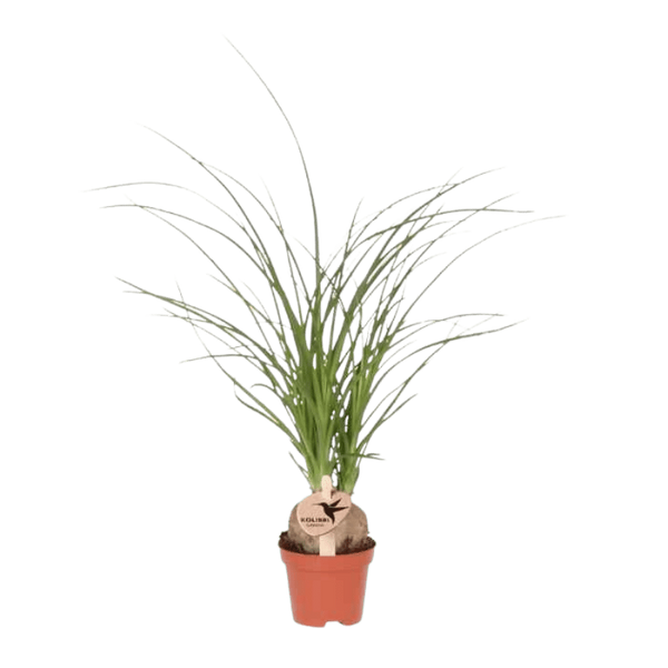 Elefantenfuß – Beaucarnea