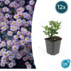 Ageratum-Aster ‚Stardust' – Aster ageratoides
