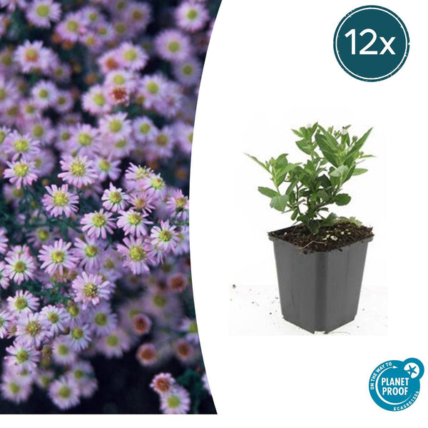 Ageratum-Aster ‚Stardust' – Aster ageratoides