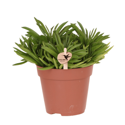 Peperomia ferreyrae ‚Happy Bean'