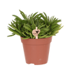 Peperomia ferreyrae ‚Happy Bean'