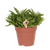Peperomia ferreyrae ‚Happy Bean'