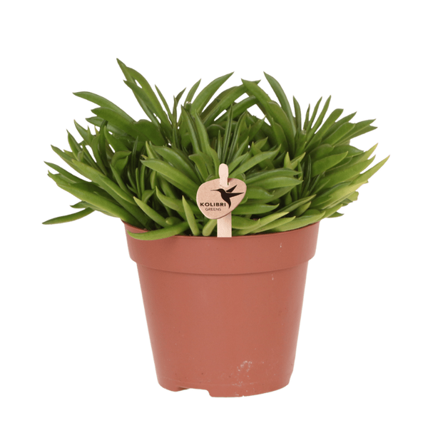 Peperomia ferreyrae ‚Happy Bean'