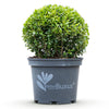 Buchsbaum ‚BetterBuxus Skylight' – Buxus sempervirens – Ansicht 2