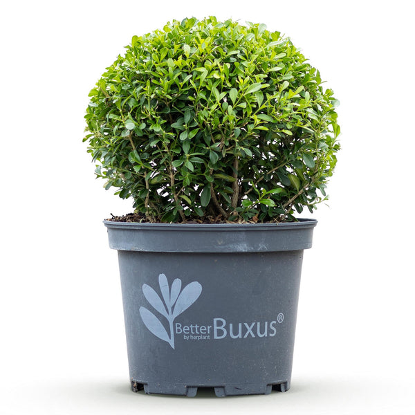 Buchsbaum ‚BetterBuxus Skylight' – Buxus sempervirens – Ansicht 2