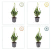 Buchsbaum – Buxus sempervirens – Ansicht 7