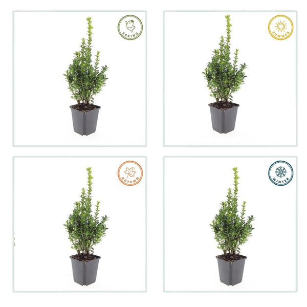 Buchsbaum – Buxus sempervirens – Ansicht 7
