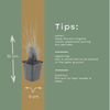 Diamant-Reitgras – Calamagrostis brachytricha – Ansicht 6