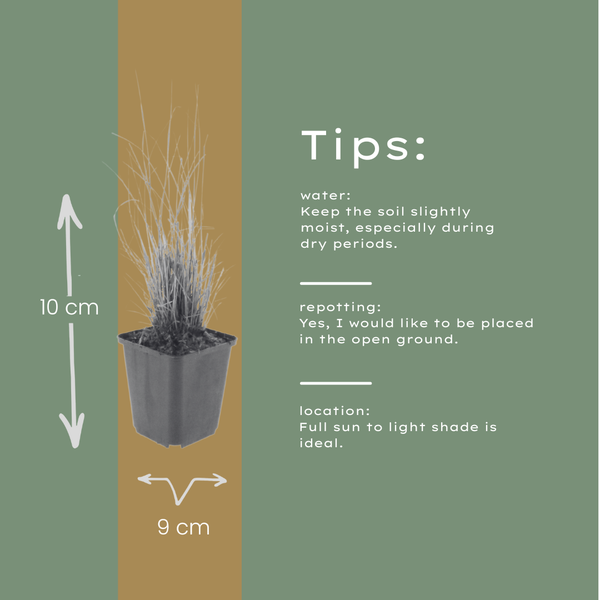 Diamant-Reitgras – Calamagrostis brachytricha – Ansicht 6