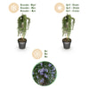 Kriechender Rosmarin ‚Prostratus' – Rosmarinus officinalis – Ansicht 9