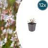 Prachtkerze ‚Whirling Butterflies' – Gaura lindheimeri