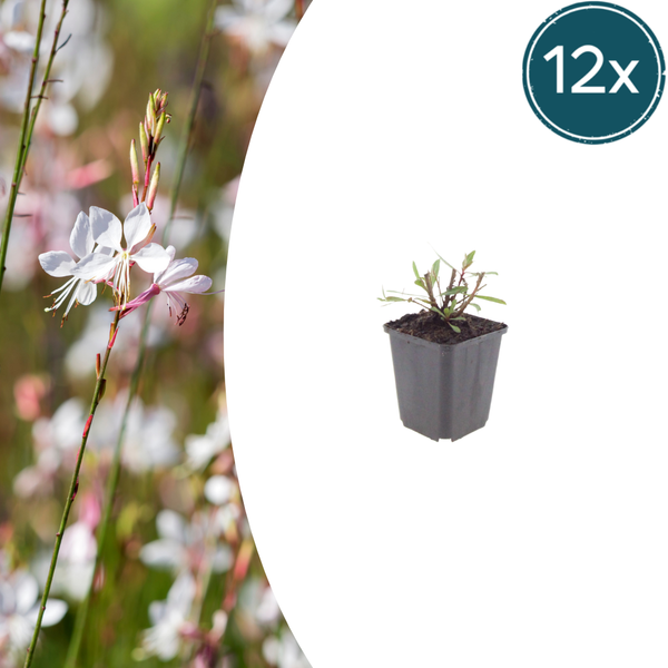 Prachtkerze ‚Whirling Butterflies' – Gaura lindheimeri