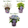 Hortensie ‚Forever & Ever' – Hydrangea macrophylla – Ansicht 4