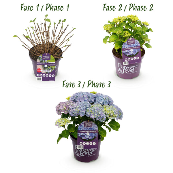 Hortensie ‚Forever & Ever' – Hydrangea macrophylla – Ansicht 4