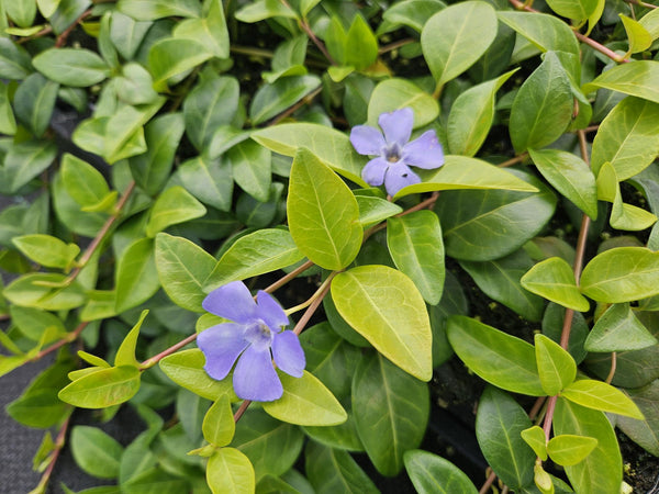 Kleines Immergrün ‚La Grave' – Vinca minor – Ansicht 5