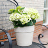Bauernhortensie ‚Magical Noblesse' – Hydrangea macrophylla – Ansicht 5