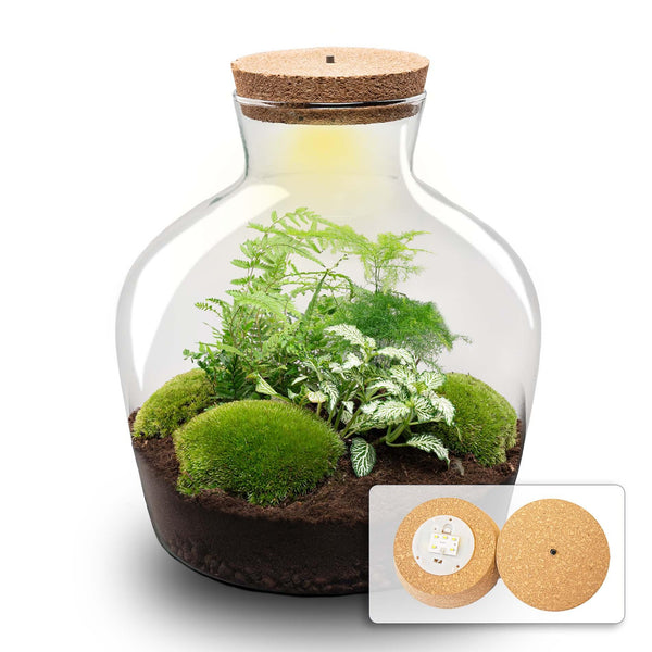 Flaschengarten-Set „Fat Joe" – Pflanzen im Glas mit Licht