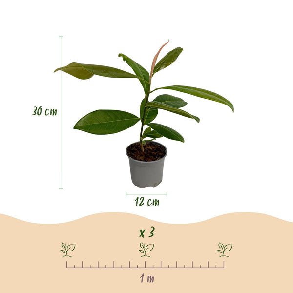 Immergrüne Magnolie – Magnolia grandiflora – Ansicht 3
