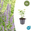 Duftnessel ‚Blue Fortune' – Agastache – 6 Stück