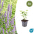 Duftnessel ‚Blue Fortune' – Agastache – 6 Stück