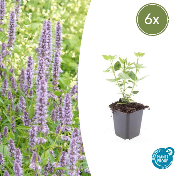 Duftnessel ‚Blue Fortune' – Agastache – 6 Stück