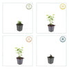 Duftnessel ‚Blue Fortune' – Agastache – Ansicht 3