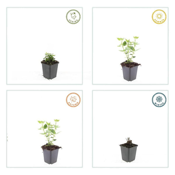 Duftnessel ‚Blue Fortune' – Agastache – Ansicht 3