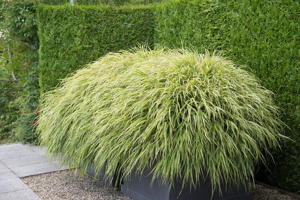 Japanisches Berggras – Hakonechloa macra – Ansicht 5