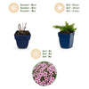 Polsterphlox ‚Rosette' – Phlox subulata – Ansicht 4