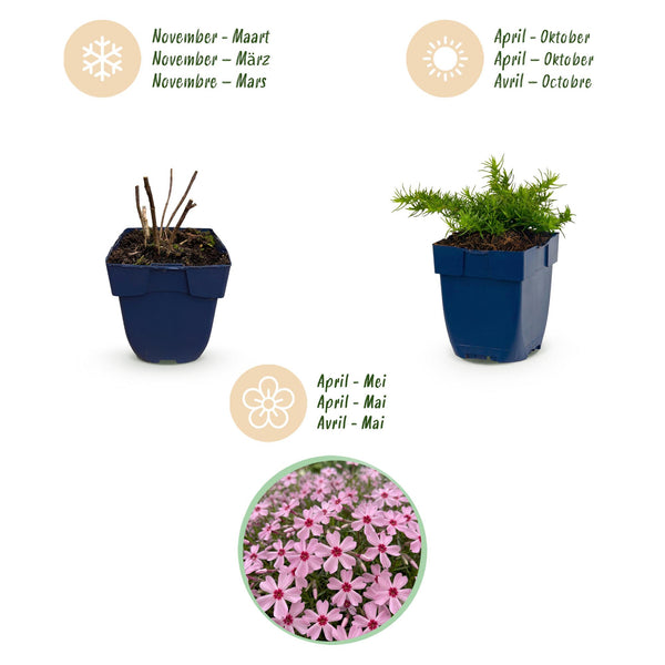 Polsterphlox ‚Rosette' – Phlox subulata – Ansicht 4