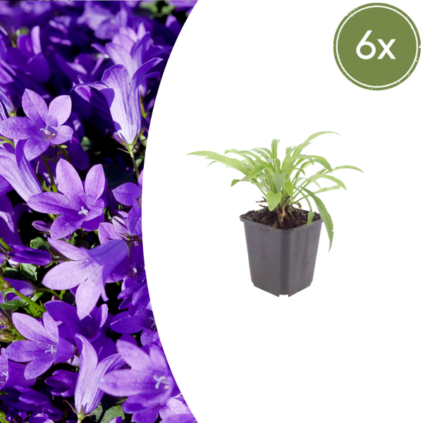 Pfirsichblättrige Glockenblume ‚Coerulea' – Campanula persicifolia