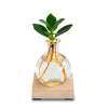 Glowplant Clusia – Clusia in Vase mit Lampe