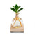 Glowplant Clusia – Clusia in Vase mit Lampe