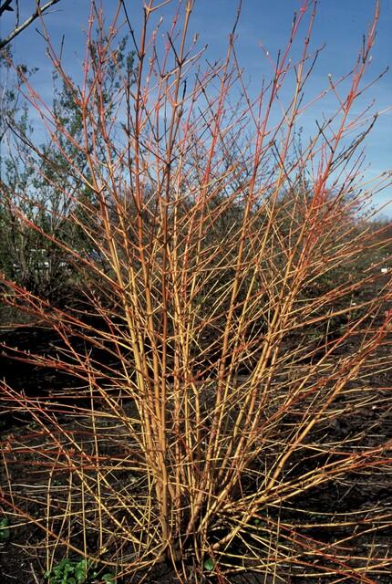 Roter Hartriegel ‚Midwinter Fire' – Cornus sanguinea – Ansicht 3