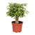 Birkenfeige ‚Kinky' – Ficus benjamina