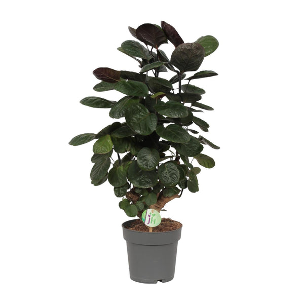 Fiederaralie ‚Fabian‘ – Polyscias scutellaria